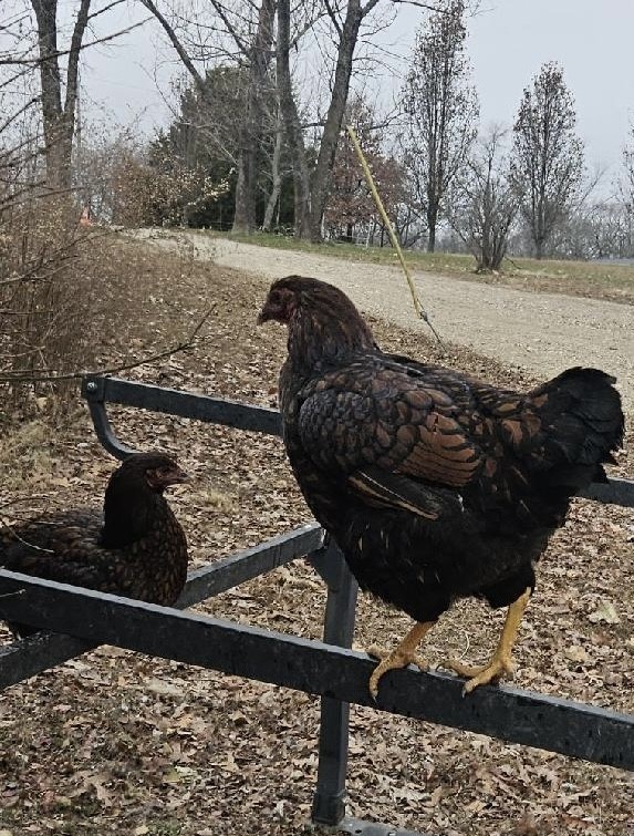 Live Nativity Roosters