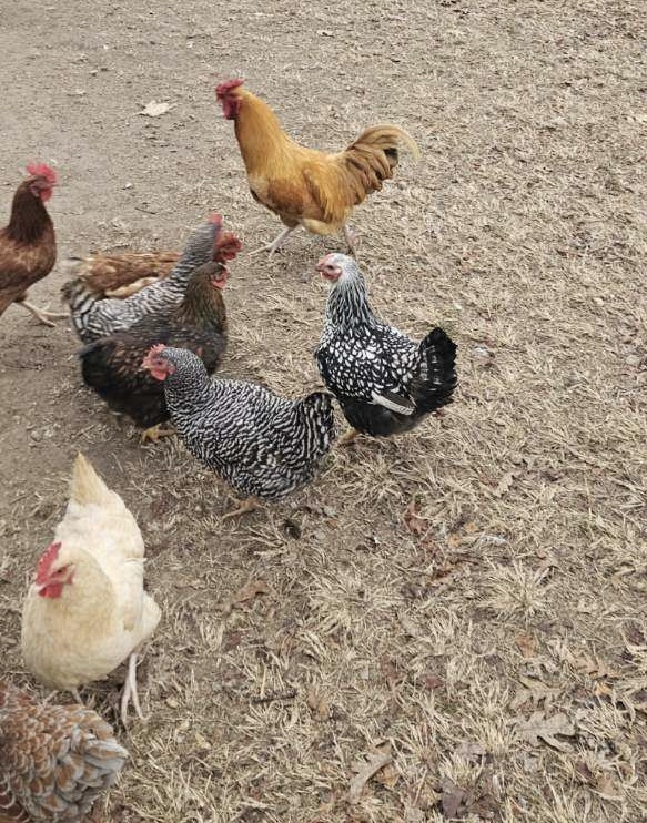 Live Nativity Chickens