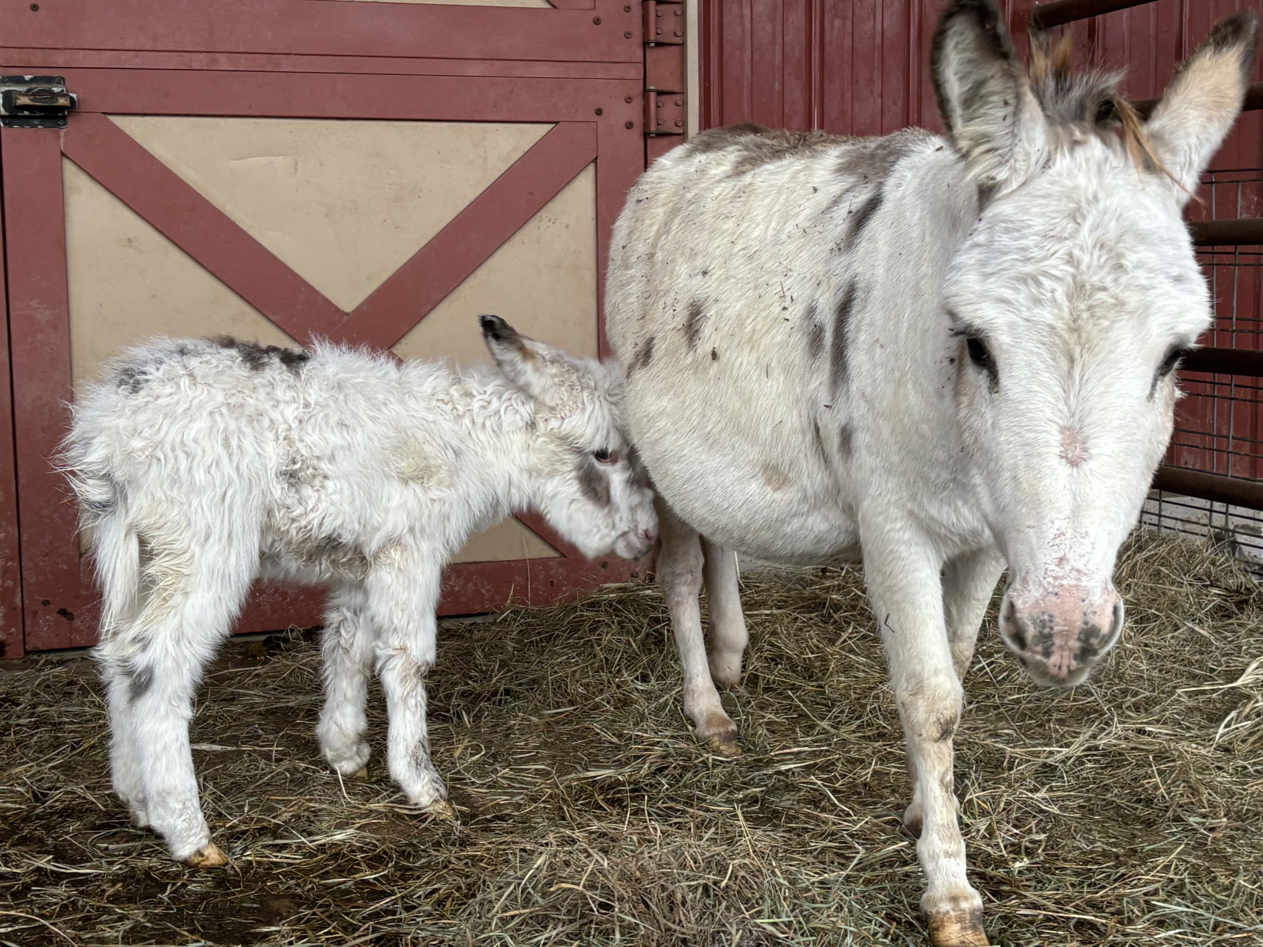 Beautiful Donkeys for the Live Nativity