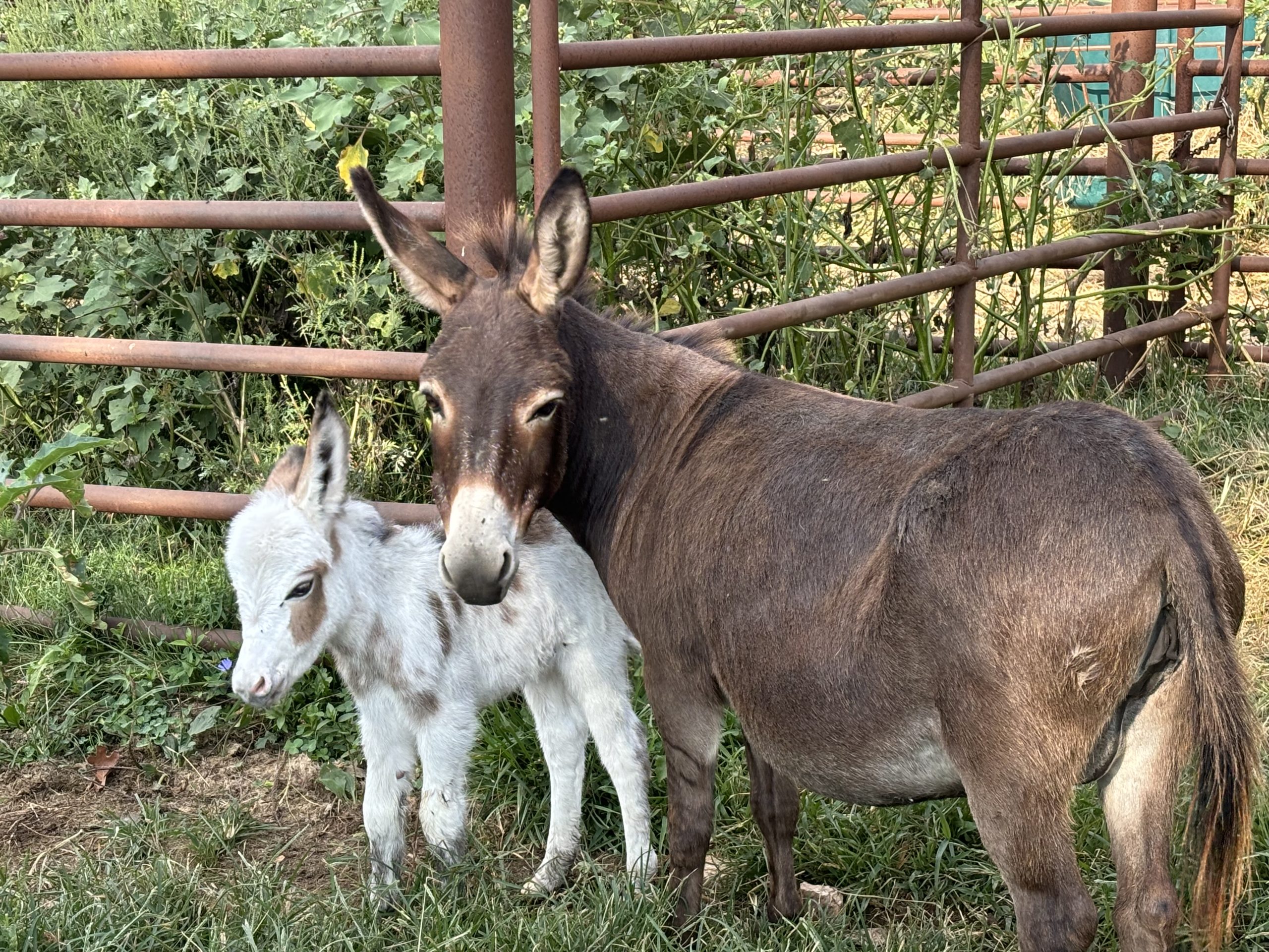 Live Nativity Donkeys